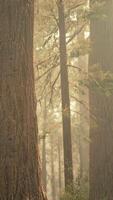 sequoie giganti nella foresta di sequoie video