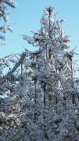 winter rustig bos op zonnige dag video