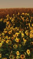 Feld der blühenden Sonnenblumen auf einem Hintergrundsonnenuntergang video