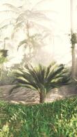 Radiant sunbeams piercing palm branches video