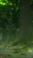 närbild grön mossa på träd i skogen video