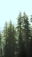 lysande tall skog i de kullar på skymning video