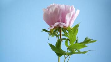 Pink tree peony flower, isolated on blue background video