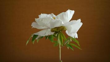 White tree peony flower, isolated on brown background video