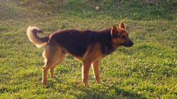 brun och svart hund stående på frodig grön fält video