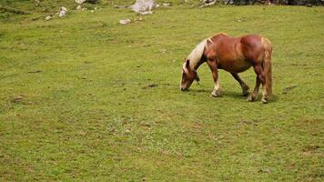 brun häst betning på frodig grön fält video