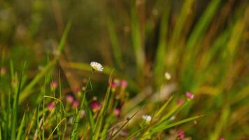 Small white flower on lush green field video