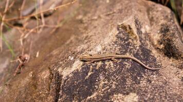 Small lizard perched on rock video