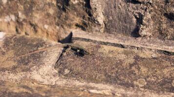 klein Eidechse kriechen auf Stein Mauer video
