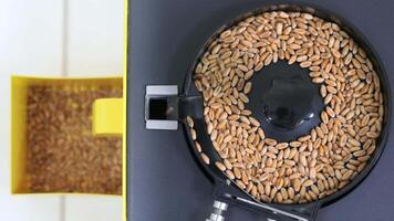 Close-up of Grains in Industrial Machine, Automatic selection and sorting by grain fractions video