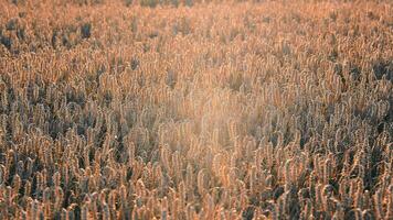 dourado trigo campo às pôr do sol, iluminado pelo sol trigo campo com dourado matizes capturando a beleza do agricultura às pôr do sol. video