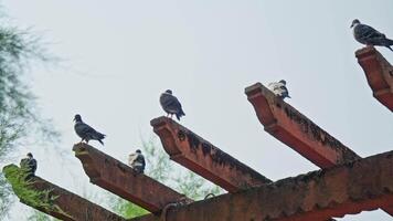 Group of birds perched on red structure video