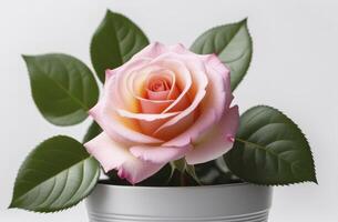 Pink Rose in the flower pot on light background photo