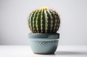 cactus in pot on the table on light background photo