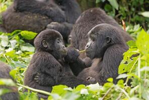 mamá y bebé gorila alimentación en el bosque foto