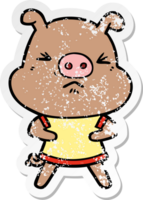 distressed sticker of a cartoon angry pig wearing tee shirt png