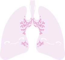 poumons de dessin animé de style plat couleur png