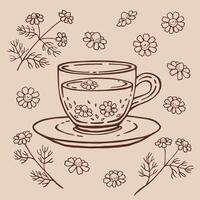 Set with glass cup tea, chamomile. Hand drawn illustration in outline style. vector