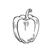 Bell pepper. Hand drawn illustration. vector