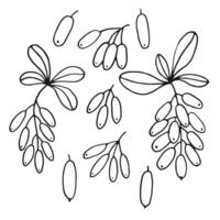conjunto hojas y bérbero bayas. botánico elemento. mano dibujado ilustración en contorno estilo. vector