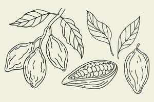 Cacao sketch doodle. Hand drawn line art cacao collection with beans, plant, leaf, tree branch on isolated background. Design for card, logo, label, print, paper, template. Food and spa ingredient vector