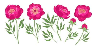 Set of peony flowers elements. Botanical illustration. Collection of peonies on a white background vector