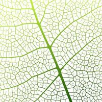 Leaf vein texture abstract background with close up plant leaf cells ornament texture pattern. vector