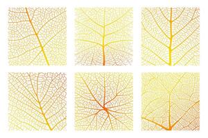 Leaf vein texture abstract background with close up plant leaf cells ornament texture pattern. vector