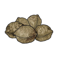 hand drawn texture cartoon walnuts in shell png