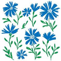 Cornflower. Meadow flowers set. Hand drawn floral elements, botanical illustration vector