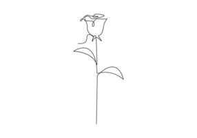 Rose continuous one line drawing premium illustration vector