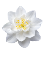 Illustration of beautiful flower jasmine png