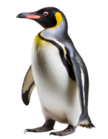 ilustração do pinguim png