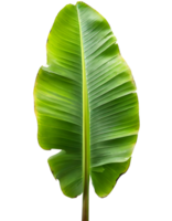 realista verde banana folha png