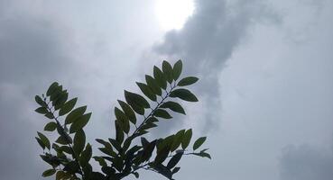 a plant with leaves against a cloudy sky photo