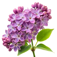 A purple flower with green leaves png