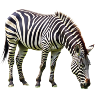 A zebra is eating grass in a field png