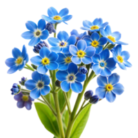 A bouquet of blue flowers with yellow centers png