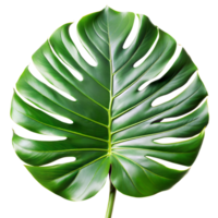 A vibrant Monstera leaf with natural patterns and textures png