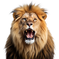 A lion with its mouth open and teeth bared png