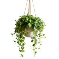 Lush pothos cascades from a hanging pot png