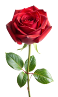 Single red rose with green leaves in full bloom png