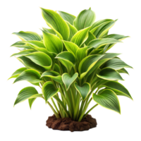 A vibrant potted plant with lush green leaves, isolated on transparent png