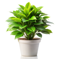 Bright green potted plant with large leaves on transparent background png