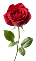 Beautiful red rose blooming with green leaves on stem png