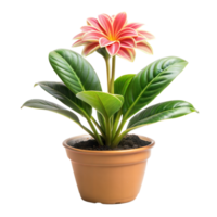 Beautiful potted plant with vibrant green leaves and colorful flower png