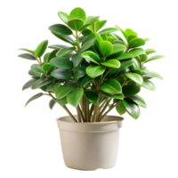 Green potted plant with lush leaves on transparent background png