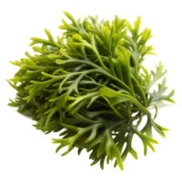 Frais vert algue isolé sur transparent Contexte png