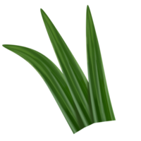 pandan blad illustratie png