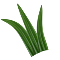 pandan foglia illustrazione png